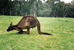 2000 - Australie 127G